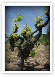 New Leaves, Old Vine