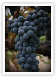 Zin