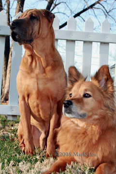 Jaxon and Mocha - Marketing Department