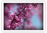 Redbud blossoms