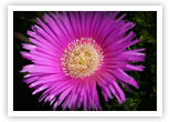 Ice Plant &lsquo;carpobrotus edulis&rsquo;