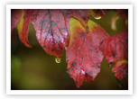 Fall leaves