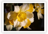 Daffodils