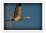 Sandhill Crane