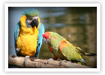 Parrots