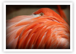 Flamingo &ndash; peek-a-boo
