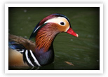 Mandarin Duck