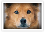 Snow puppy
